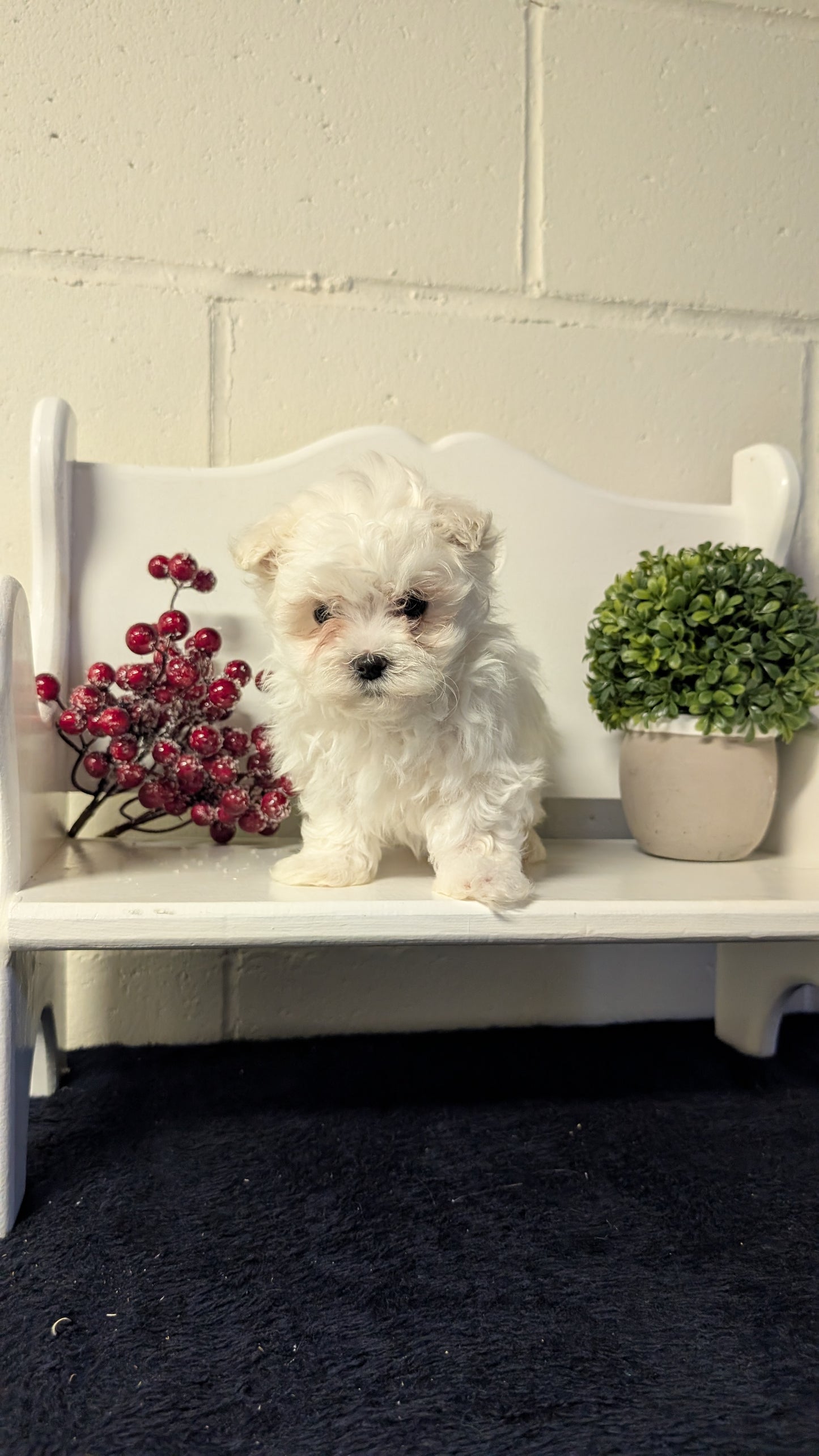 MALTESE (NOV 15) MALES