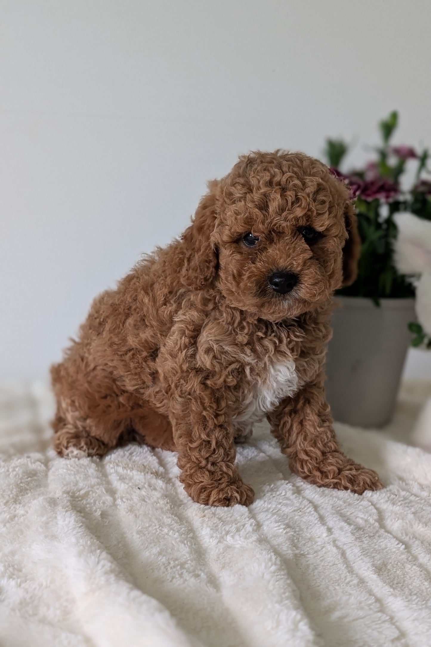 MINI GOLDENDOODLE (MAR 13) MALE