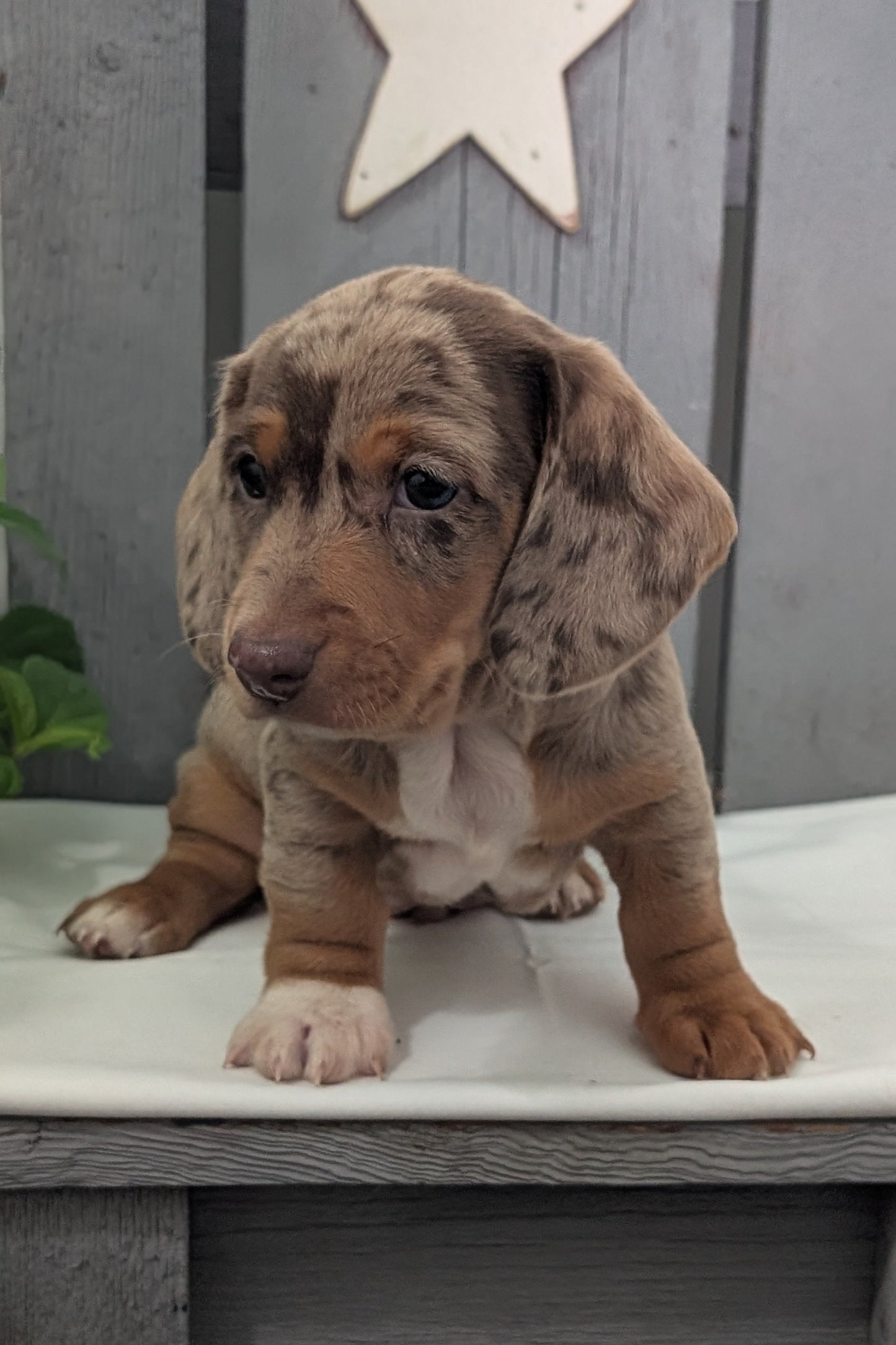 MINI DACHSHUND (MAR 23) MALES