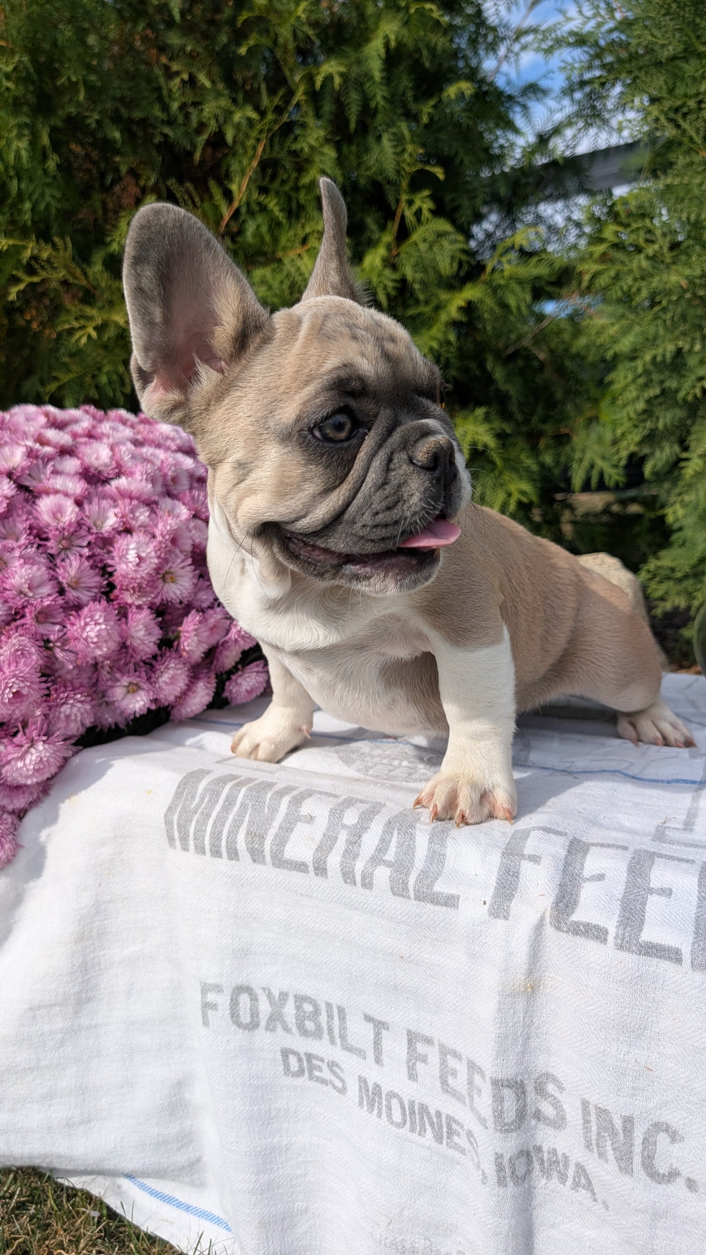 FRENCH BULLDOG (07/03) FEMALE