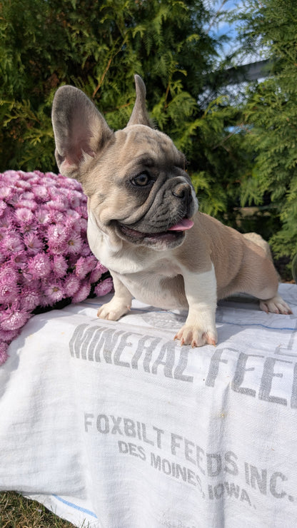 FRENCH BULLDOG (07/03) FEMALE
