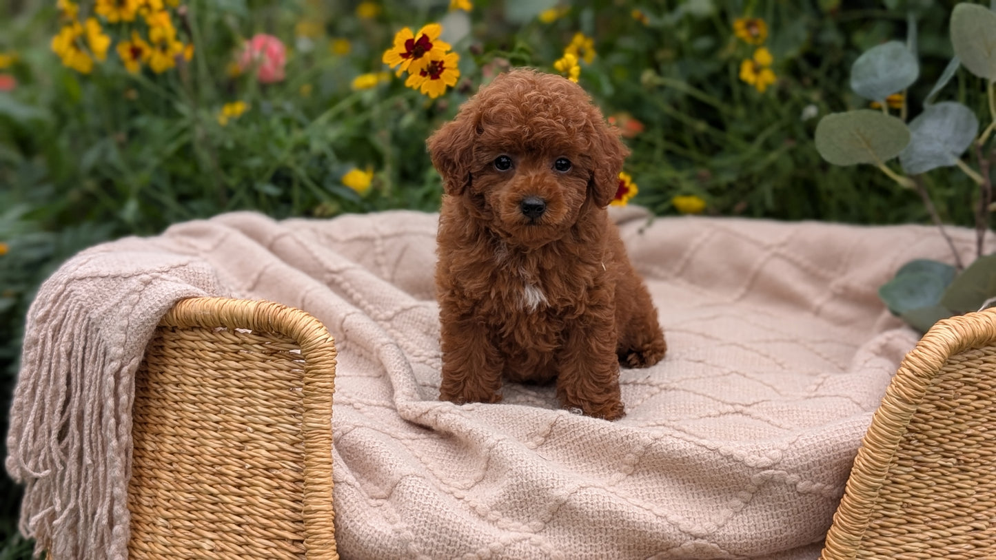 TOY POODLE (07/01) FEMALE
