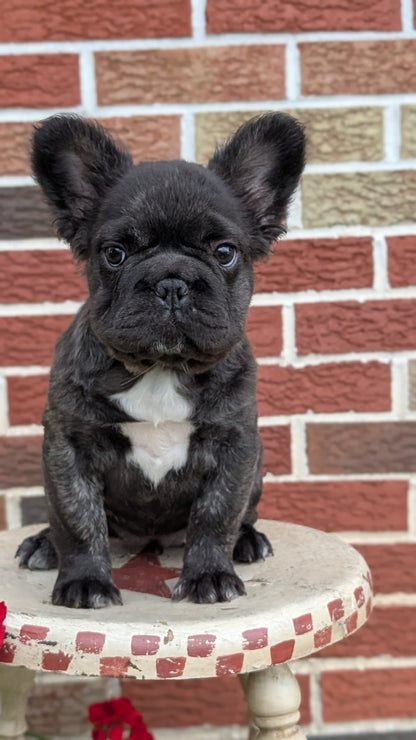 FRENCH BULLDOG (MAR 09) FEMALES