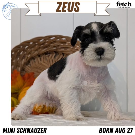 MINI SCHNAUZER (AUG 27) 4 FEMALES/1 MALE
