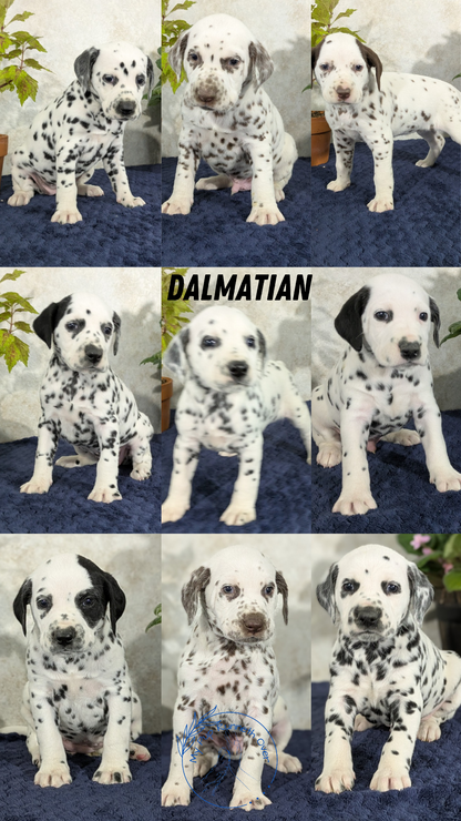 DALMATIAN (02/14) MALE