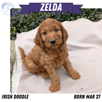 IRISH DOODLE (03/27) FEMALE