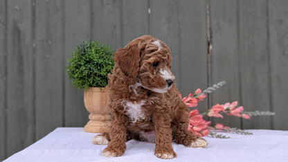 MINI POODLE (MAY 08) MALES
