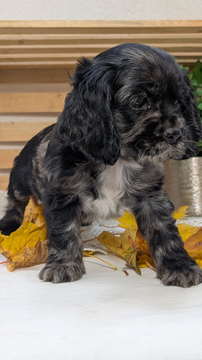 COCKER SPANIEL (09/20) MALE