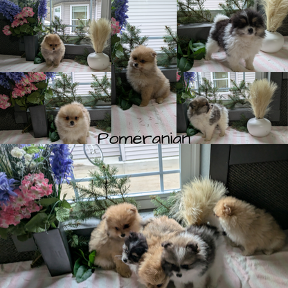 POMERANIAN (11/01) MALE