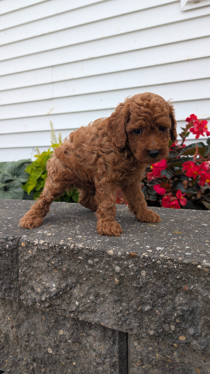 TOY POODLE (07/04) MALE