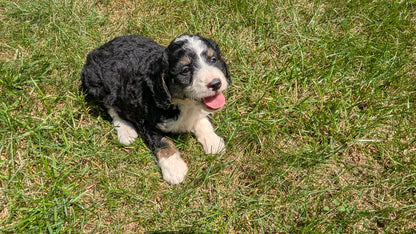 MINI BERNEDOODLE (06/11) FEMALE
