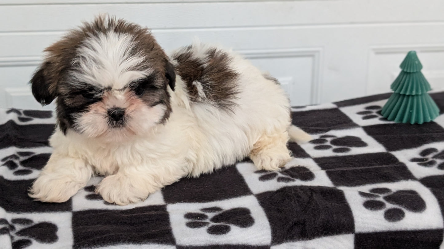 SHIH TZU (NOV 15) FEMALES