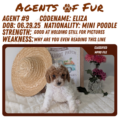 MINI POODLE (06/29) FEMALE