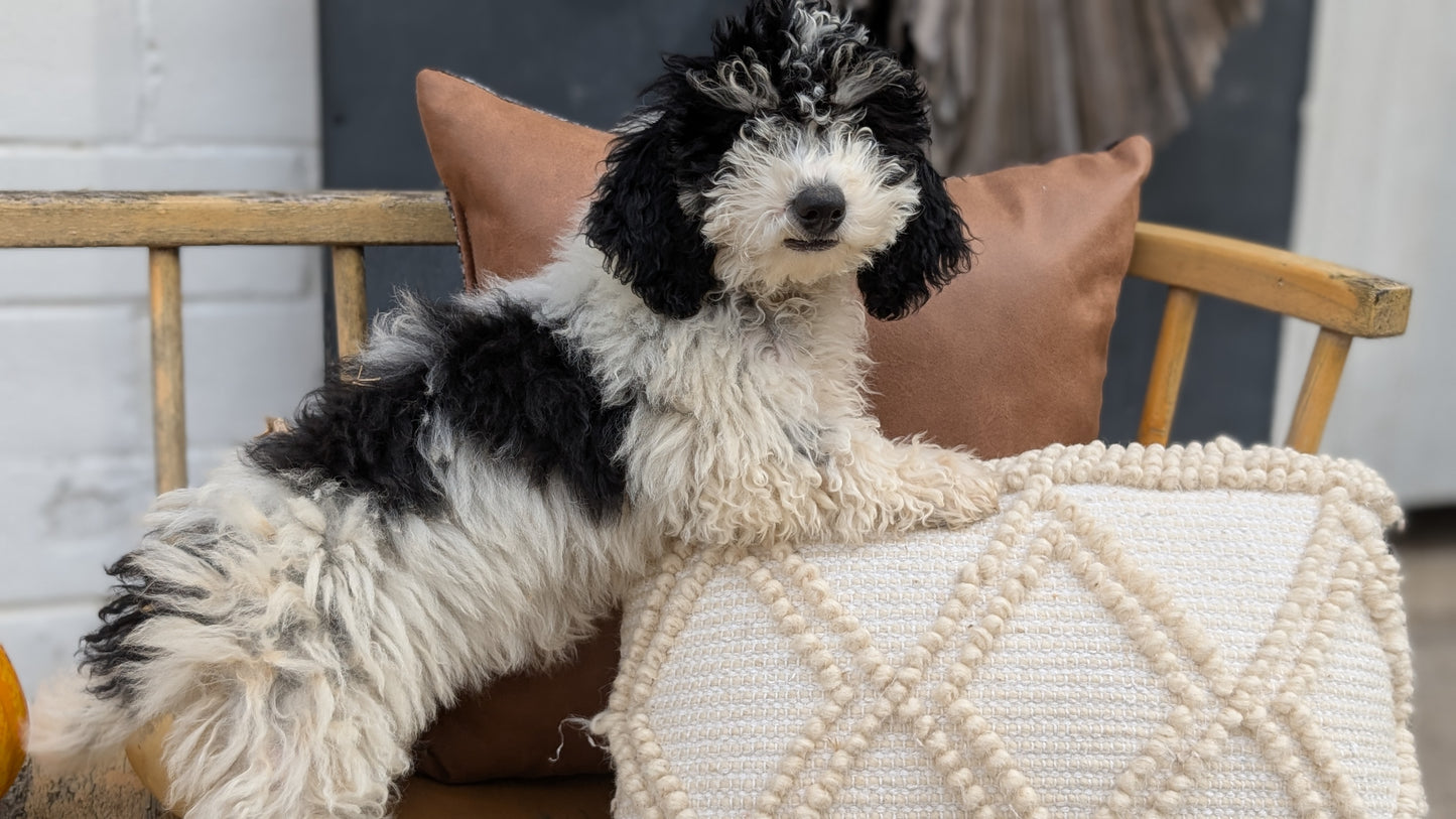 HAVAPOO (06/26) FEMALE