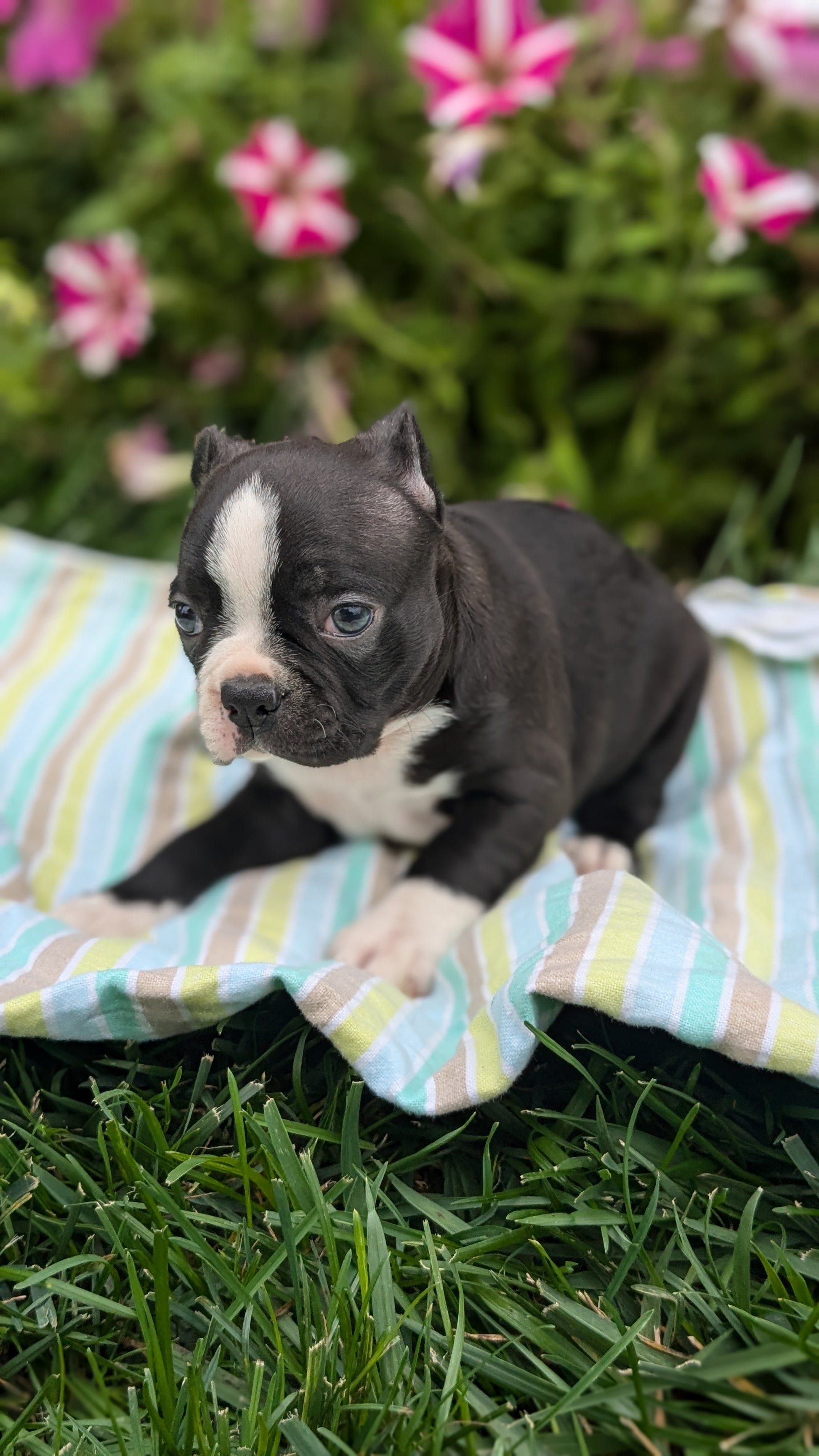 Buy Or Adopt Boston Terrier White Boston Fawn Boston Terrier