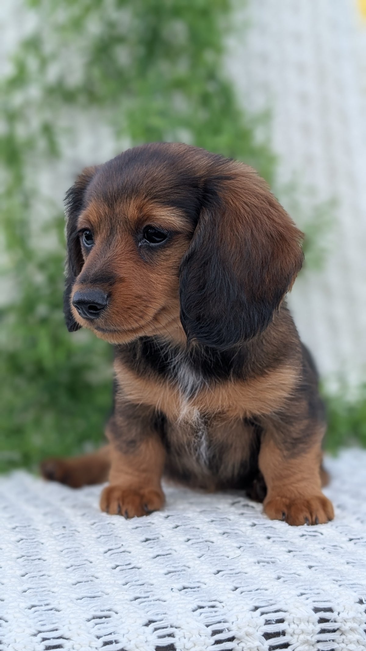 MINI DACHSHUNDS (JUL 05) 2 MALES/2 FEMALES