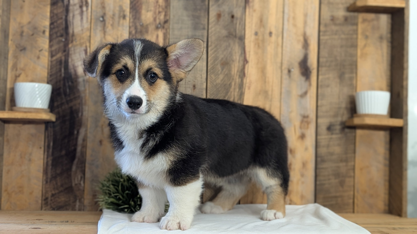 CORGI (JAN 05) MALES