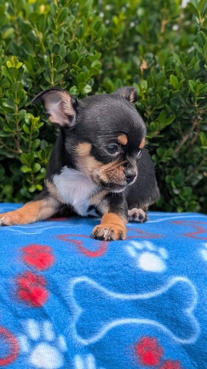 CHIHUAHUA (MAY 20) MALE