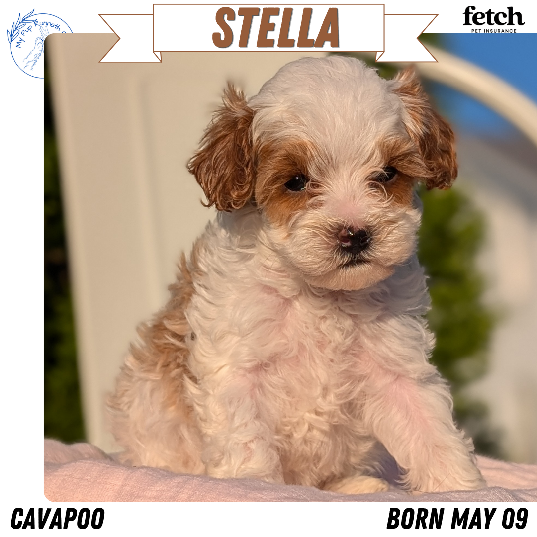 CAVAPOO (MAY 09) FEMALE