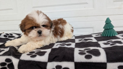SHIH TZU (NOV 15) MALES