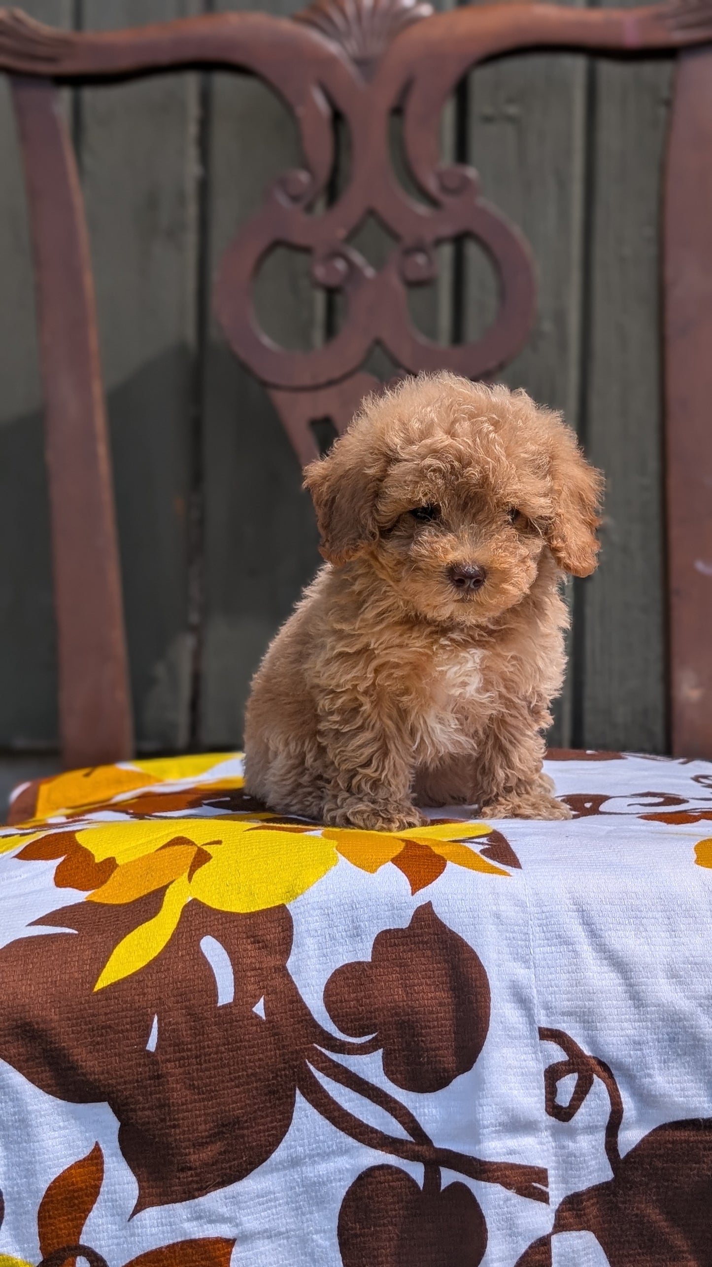 MINI POODLE (JUN 21) 4 MALES