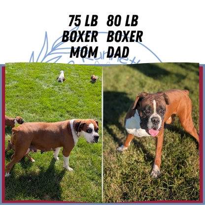 BOXER (08/20) FEMALE