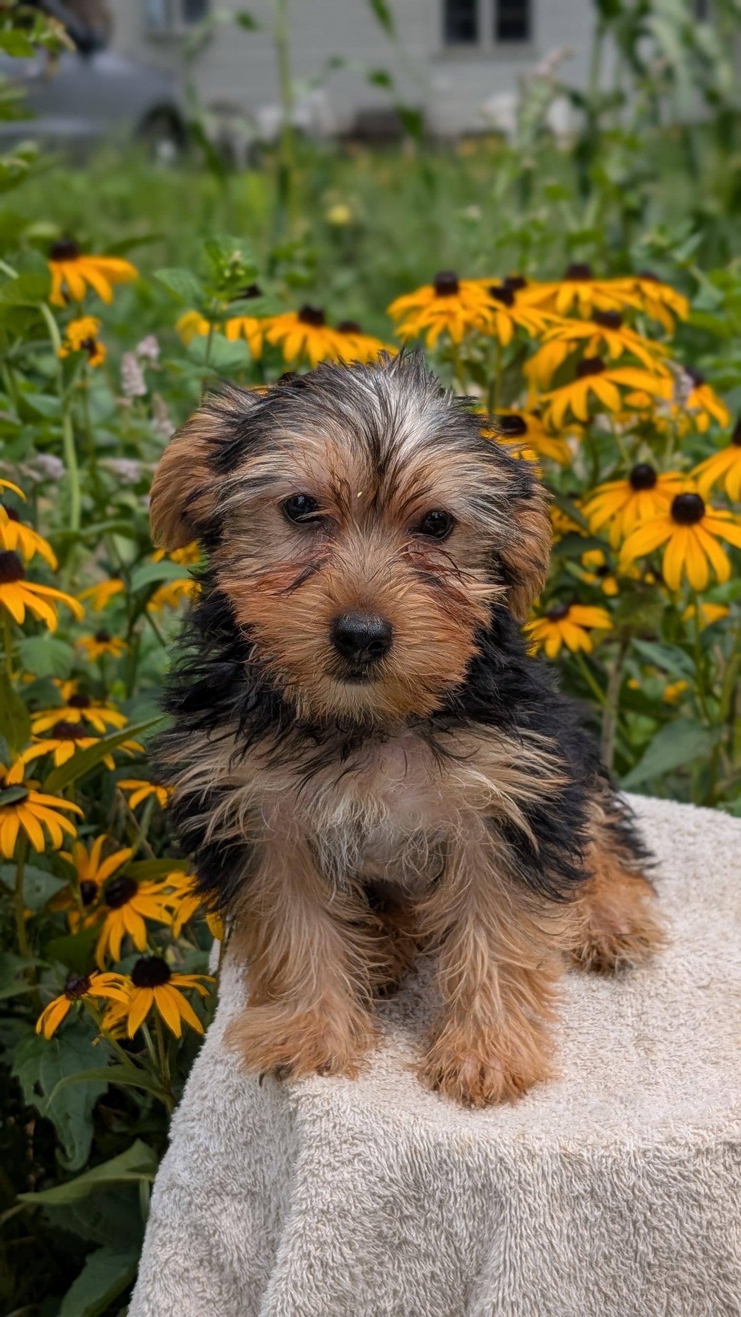 YORKSHIRE TERRIER (05/23) MALE