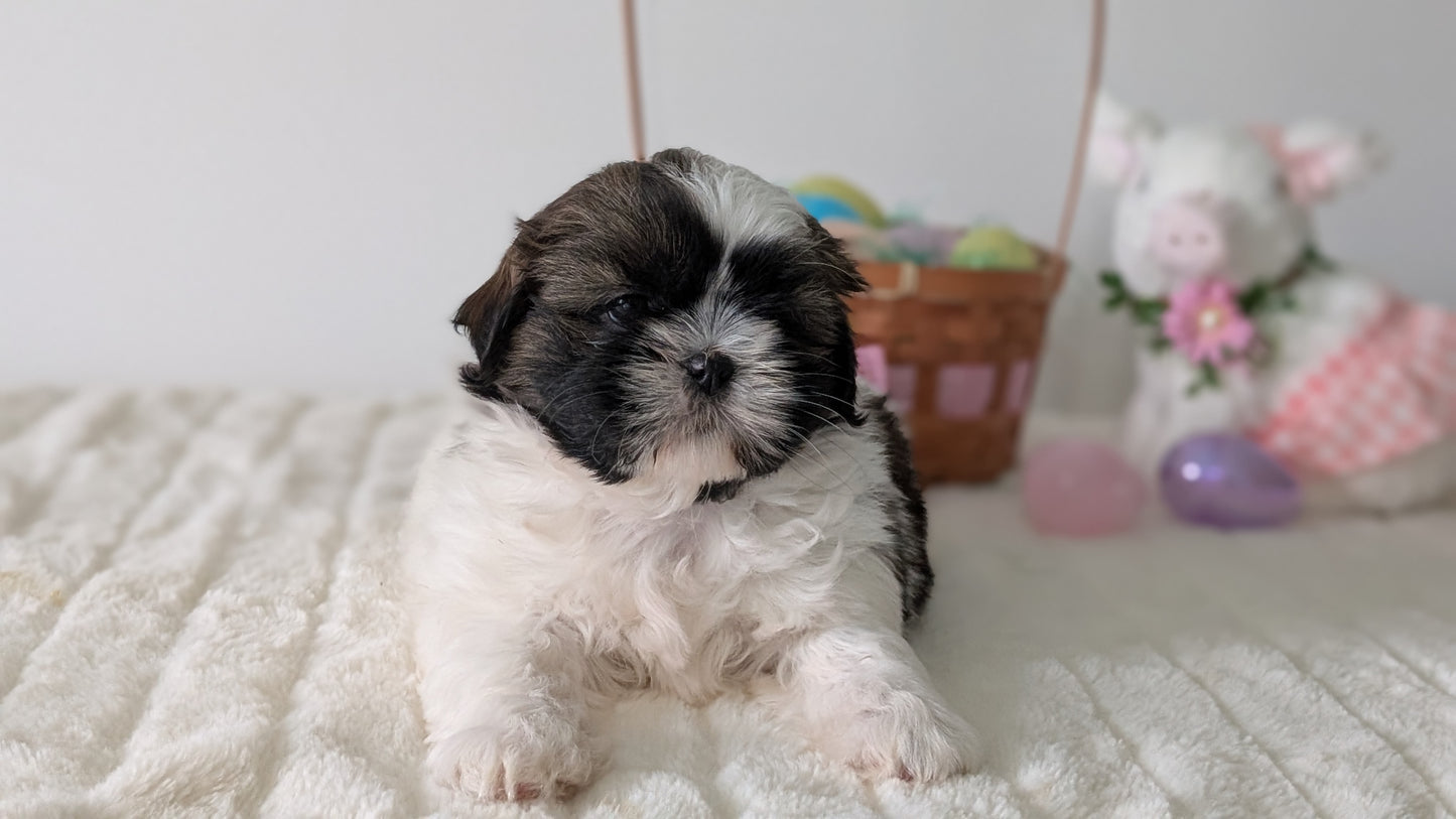 SHIH TZU (FEB 10) FEMALES