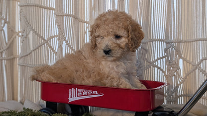 CAVAPOO (NOV 17) FEMALES