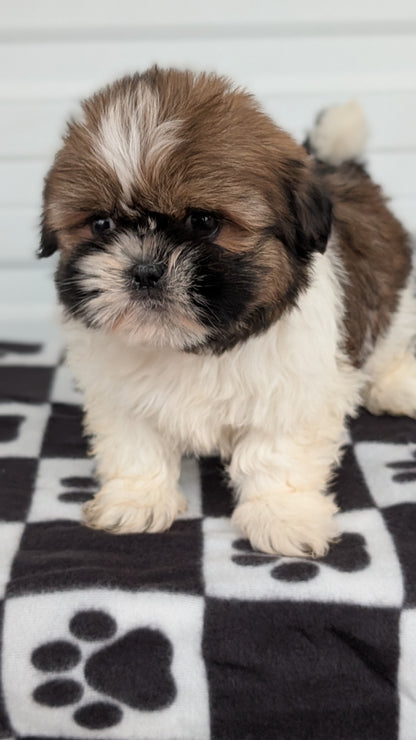 SHIH TZU (NOV 15) FEMALES