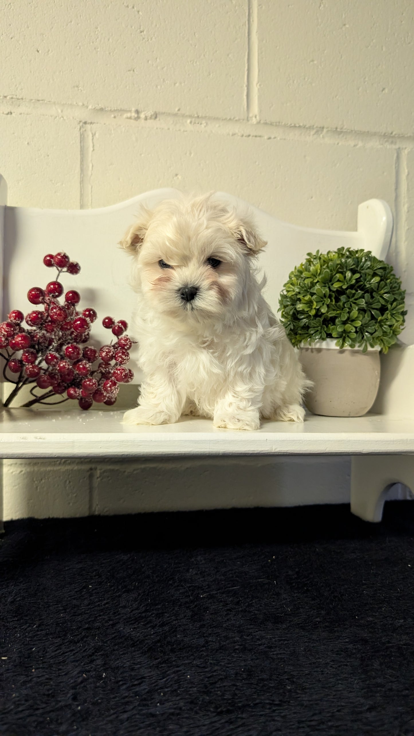 MALTESE (NOV 15) MALES