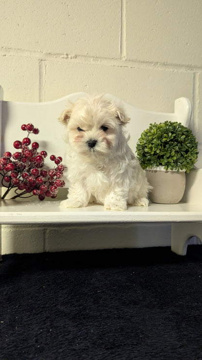 MALTESE (NOV 15) MALES