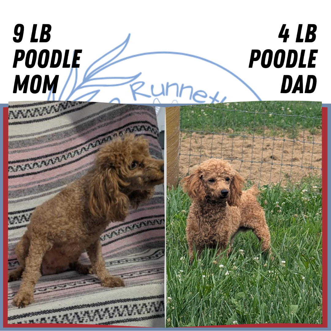 TOY POODLE (07/04) MALE
