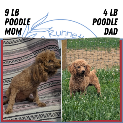 TOY POODLE (07/04) MALE
