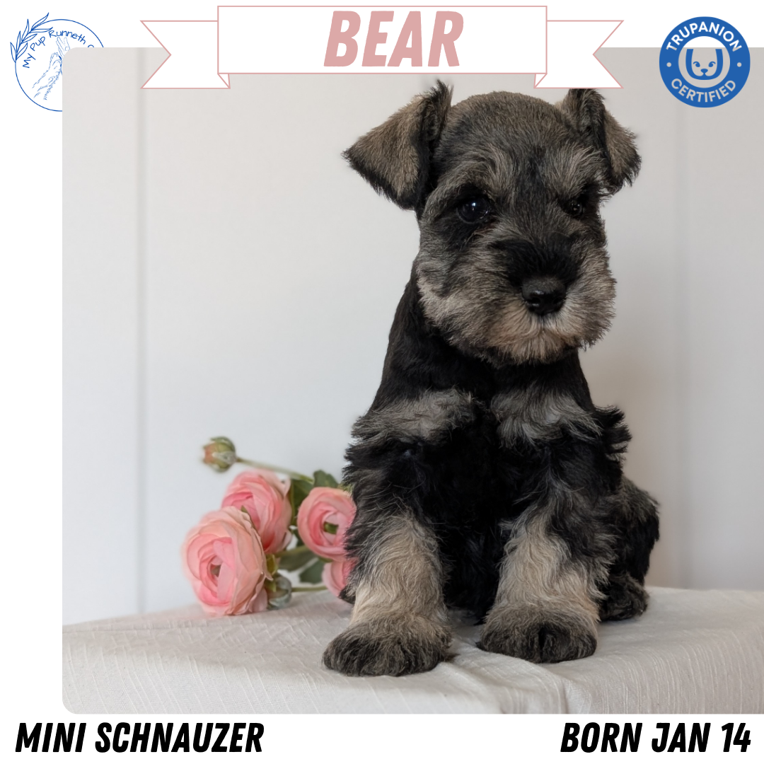 MINI SCHNAUZER (JAN 14) MALES