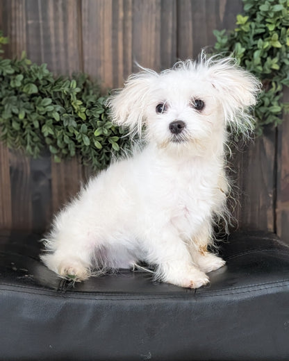 MALTESE (NOV 15) MALES