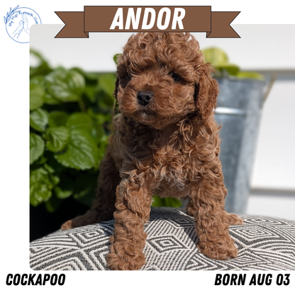 COCKAPOO (08/03) MALE