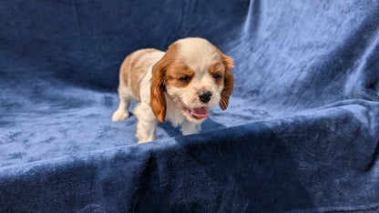 CAVALIER (05/19) MALE