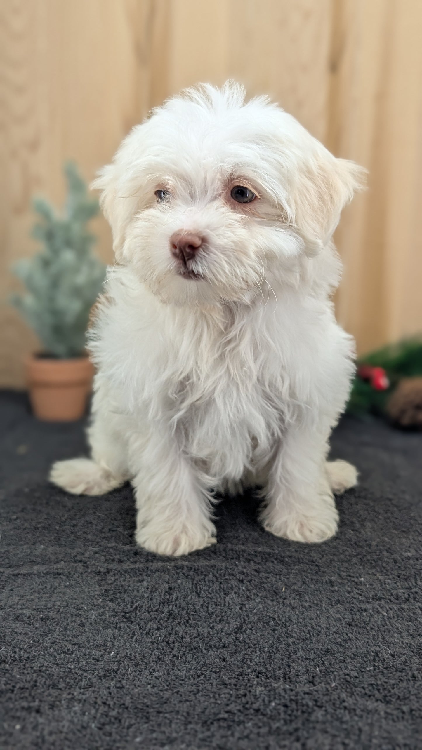 HAVANESE (09/13) FEMALE