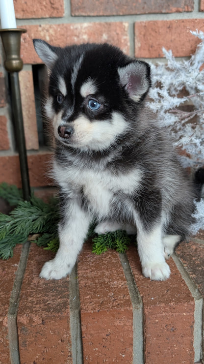 POMSKY (NOV 15) MALE