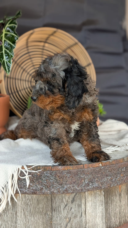 CAVAPOO (MAY 23) MALES