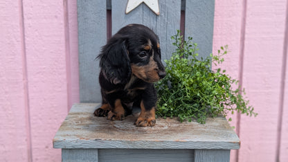 MINI DACHSHUND (APR 29) MALE