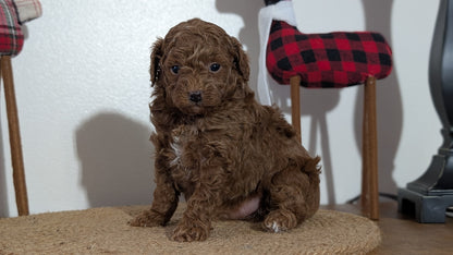 MINI POODLE (NOV 14) MALES