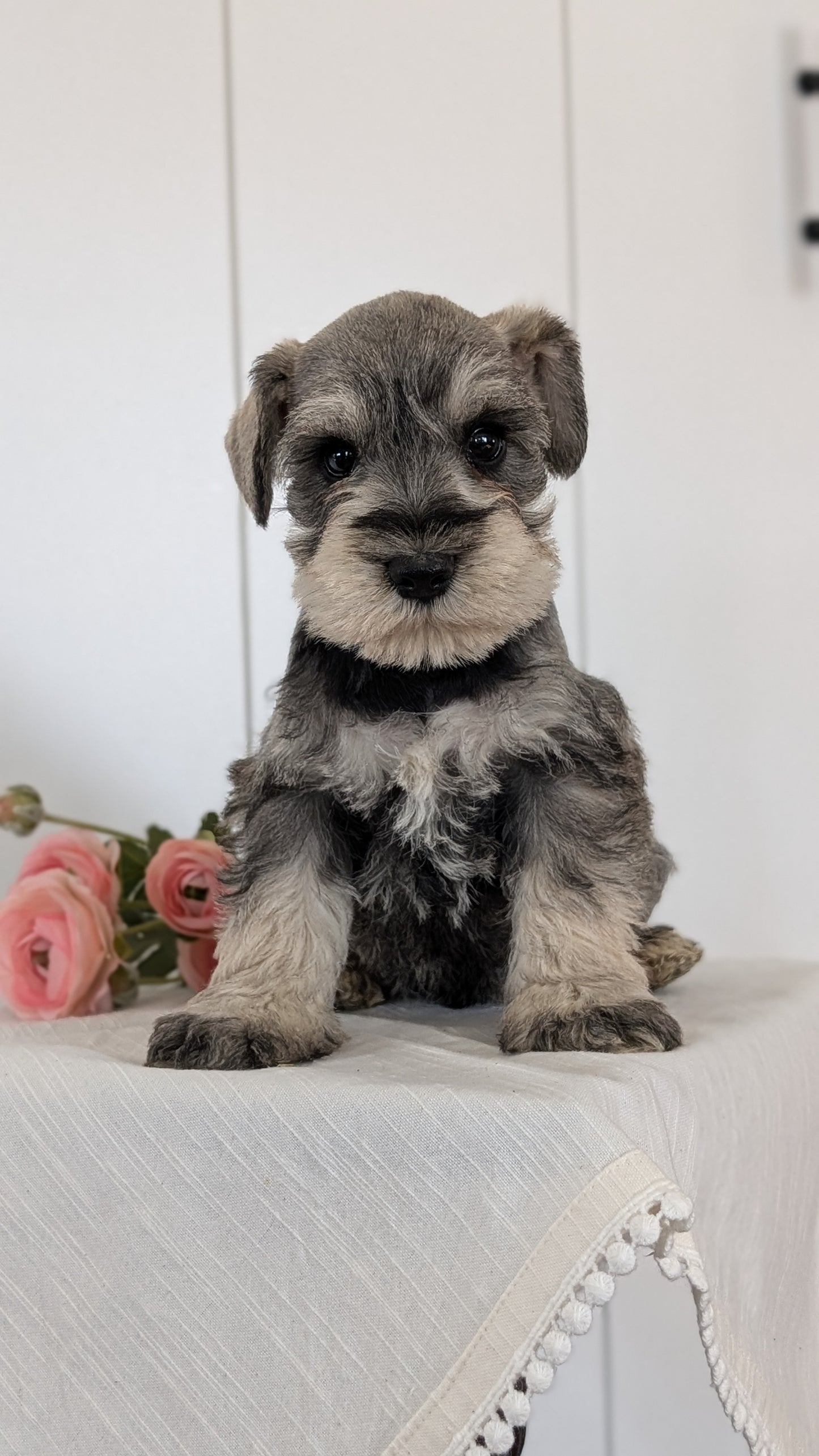 MINI SCHNAUZER (JAN 14) MALES