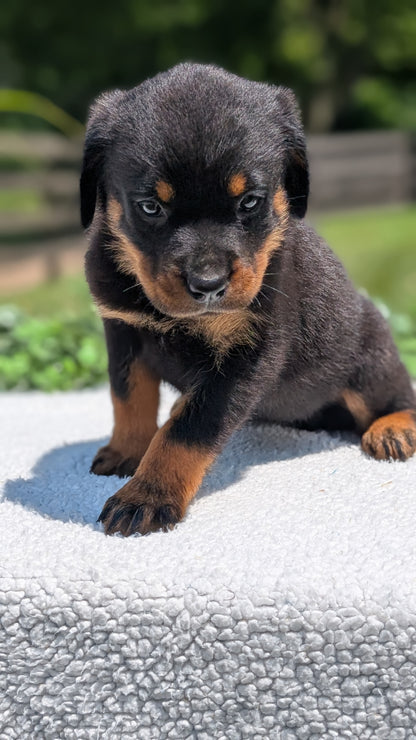 ROTTWEILER (05/28) FEMALE