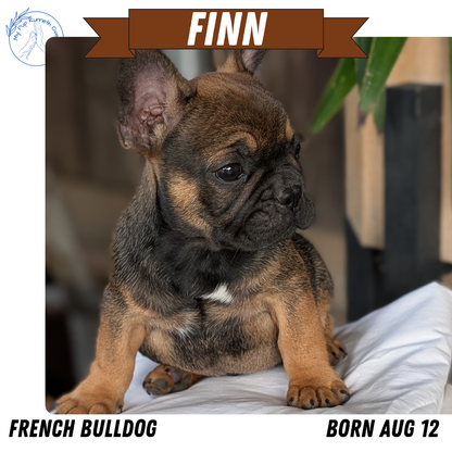 FRENCH BULLDOG (08/12) MALE
