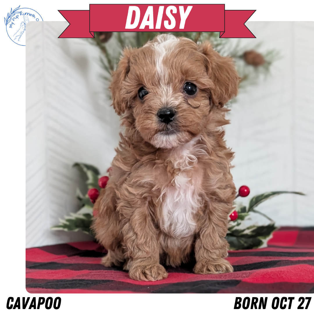 CAVAPOO (OCT 27) FEMALES