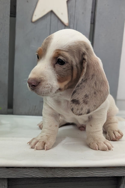 MINI DACHSHUND (MAR 23) MALES
