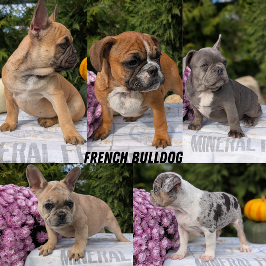 FRENCH BULLDOG (07/15) MALE