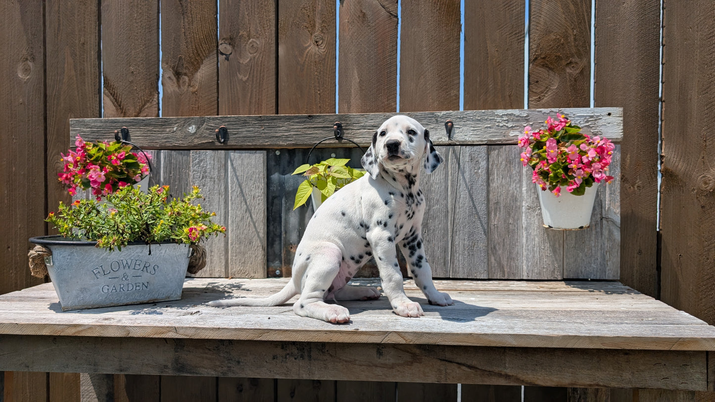 DALMATIAN (06/09) FEMALE